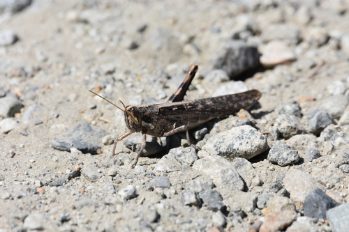 iNaturalist observation photo of Gray Bird Grasshopper