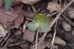 Puccinia orbicula