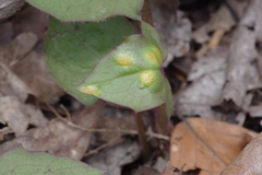 Puccinia orbicula
