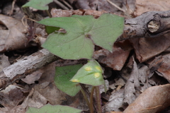 Puccinia orbicula