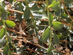 Euphorbia schizoloba