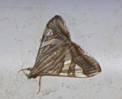 Agrioglypta zelimalis