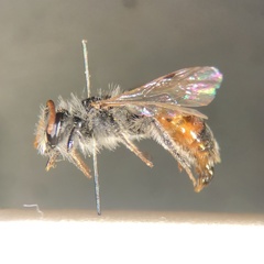 Andrena potentillae