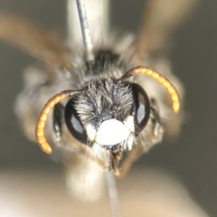 Andrena potentillae