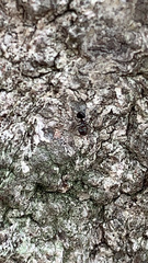 Crematogaster
