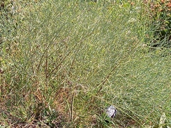 Baccharis notosergila