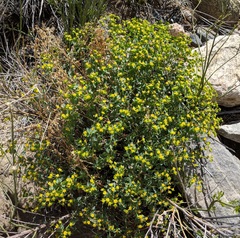 Euphorbia schizoloba