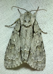 Acronicta laetifica