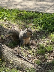 Sciurus niger