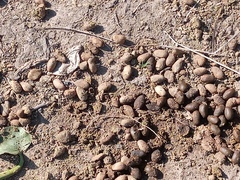 Hydrochoerus hydrochaeris