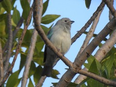 Thraupis sayaca