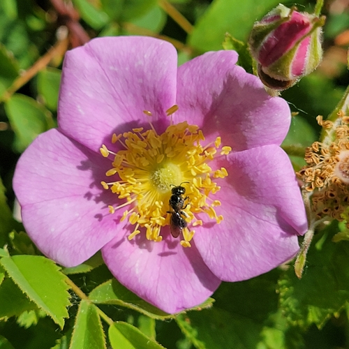 iNaturalist observation photo of Small Carpenter Bees