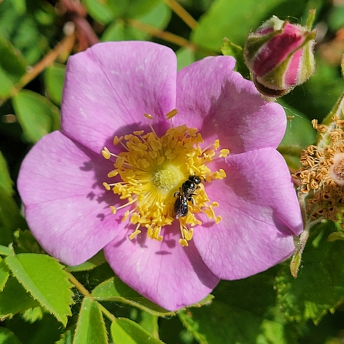 iNaturalist observation photo of California Wild Rose
