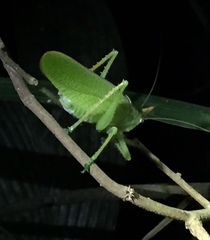 Copiphora rhinoceros