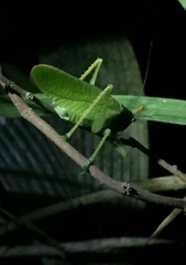Copiphora rhinoceros
