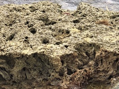 Phragmatopoma caudata