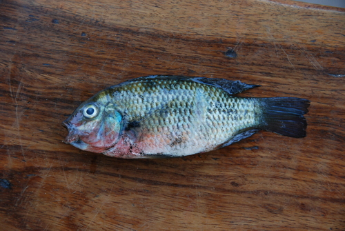 Guinean tilapia (Coptodon guineensis) — Cichlidae — 3