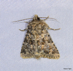 Properigea perolivalis