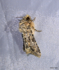 Properigea perolivalis