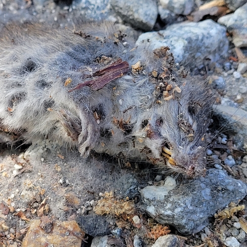 iNaturalist observation photo of Black Rat