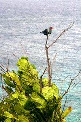 Alectroenas pulcherrimus