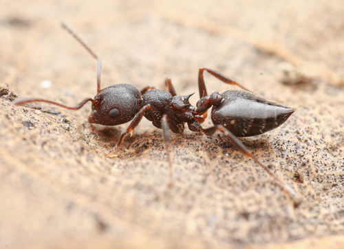 Crematogaster opacaCrematogaster opaca