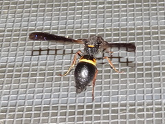 Ancistrocerus unifasciatus