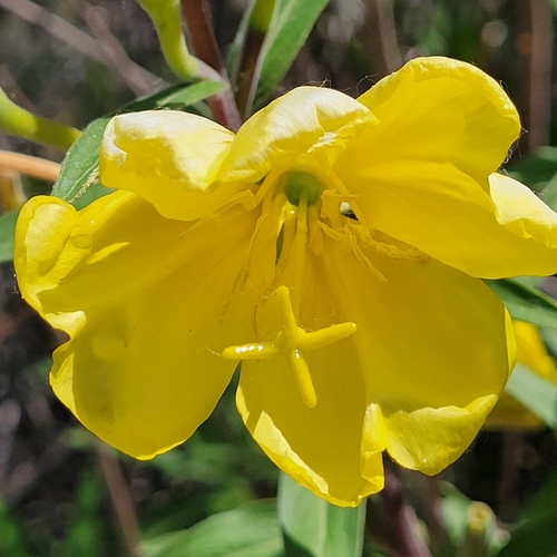 iNaturalist observation photo of tall evening primrose