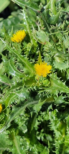 iNaturalist observation photo of prickly sowthistle