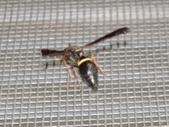 Ancistrocerus unifasciatus