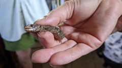 Lepidophyma flavimaculatum