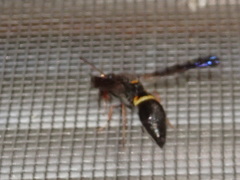 Ancistrocerus unifasciatus