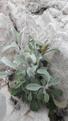 Pentanema verbascifolium