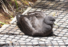 Procellaria parkinsoni