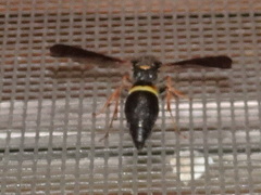 Ancistrocerus unifasciatus