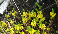 Thymelaea coridifolia