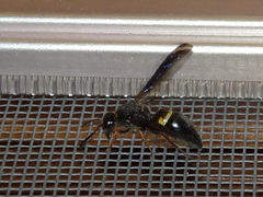 Ancistrocerus unifasciatus