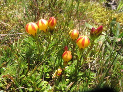 Gentianella hirculus
