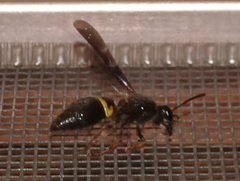 Ancistrocerus unifasciatus