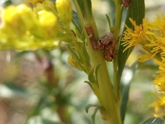 Pachybrachis glyphicus