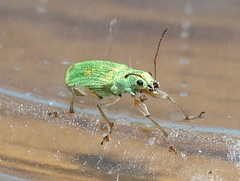 Polydrusus impressifrons