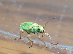 Polydrusus impressifrons