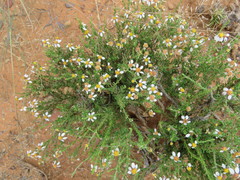 Phymaspermum parvifolium