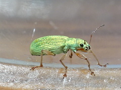 Polydrusus impressifrons