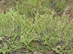 Phymaspermum parvifolium