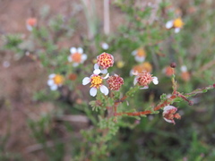 Phymaspermum parvifolium