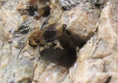 Andrena