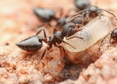 Crematogaster opaca