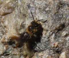 Andrena