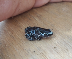 Chiasmocleis albopunctata